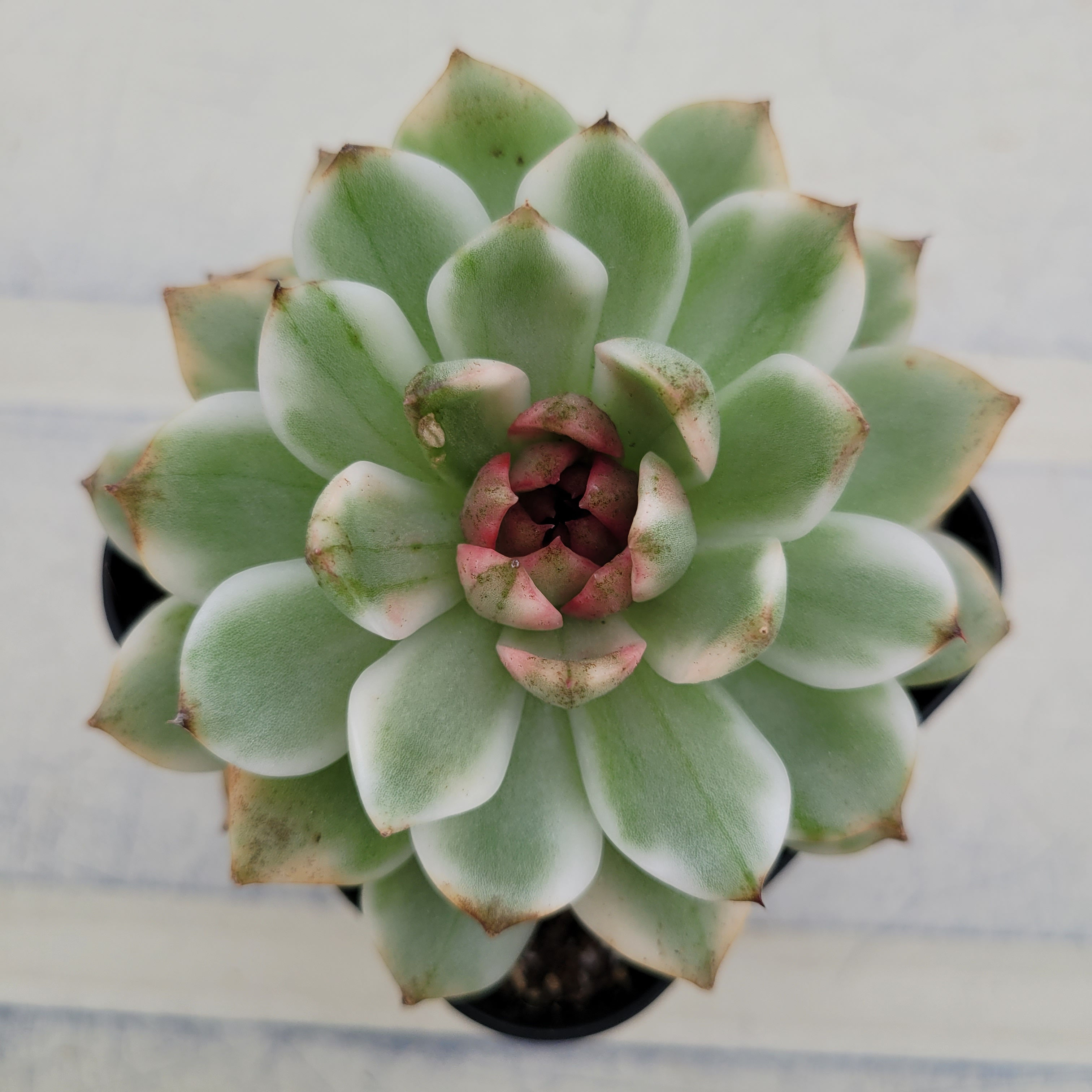 Echeveria Blood Soul variegated 