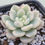 Thumbnail: Echeveria White Horse variegated 