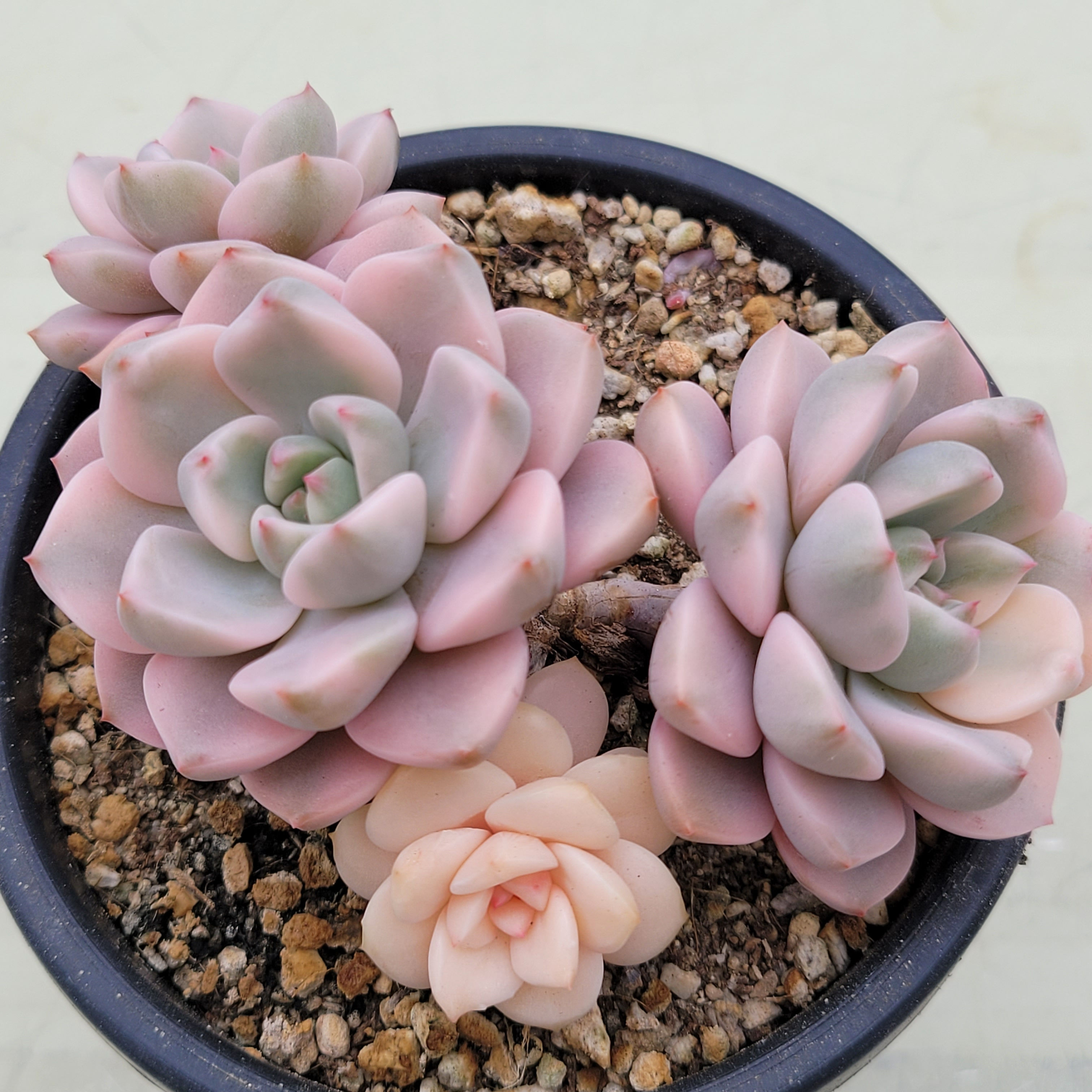 Echeveria Pink Beauty variegated 