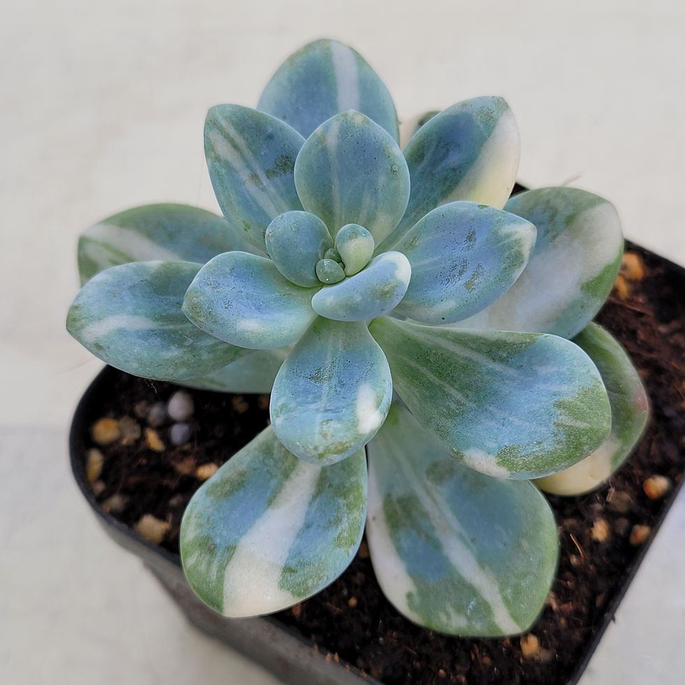 Thumbnail: Echeveria Lala variegated 