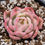 Thumbnail: Echeveria Pink Crystal variegated 