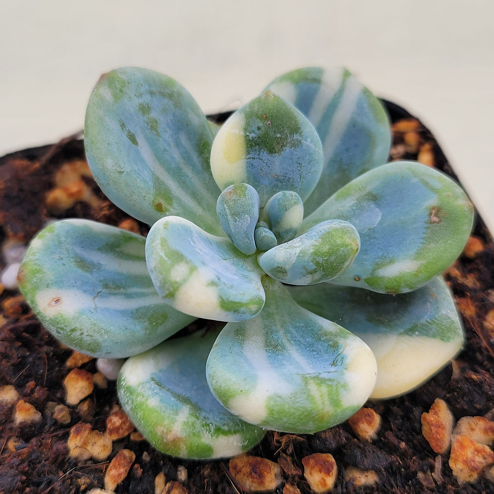 Thumbnail: Echeveria Lala variegated 