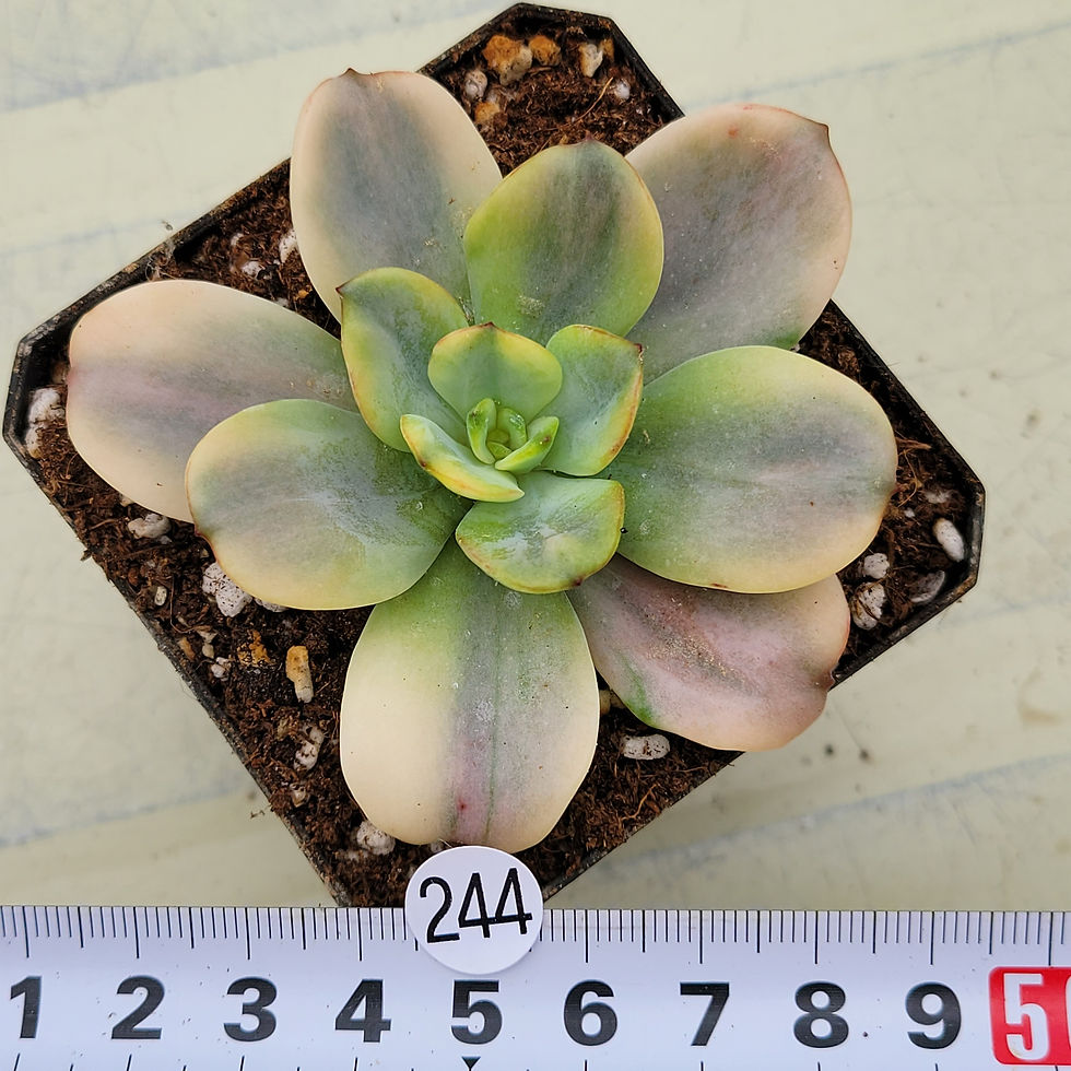 Thumbnail: Echeveria Lemon and Lime variegated 