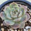 Thumbnail: Echeveria Snow Powder 
