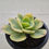 Thumbnail: Echeveria Peach Pride variegated 