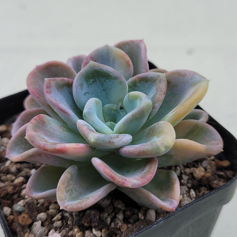 Thumbnail: Echeveria Orpet variegated 