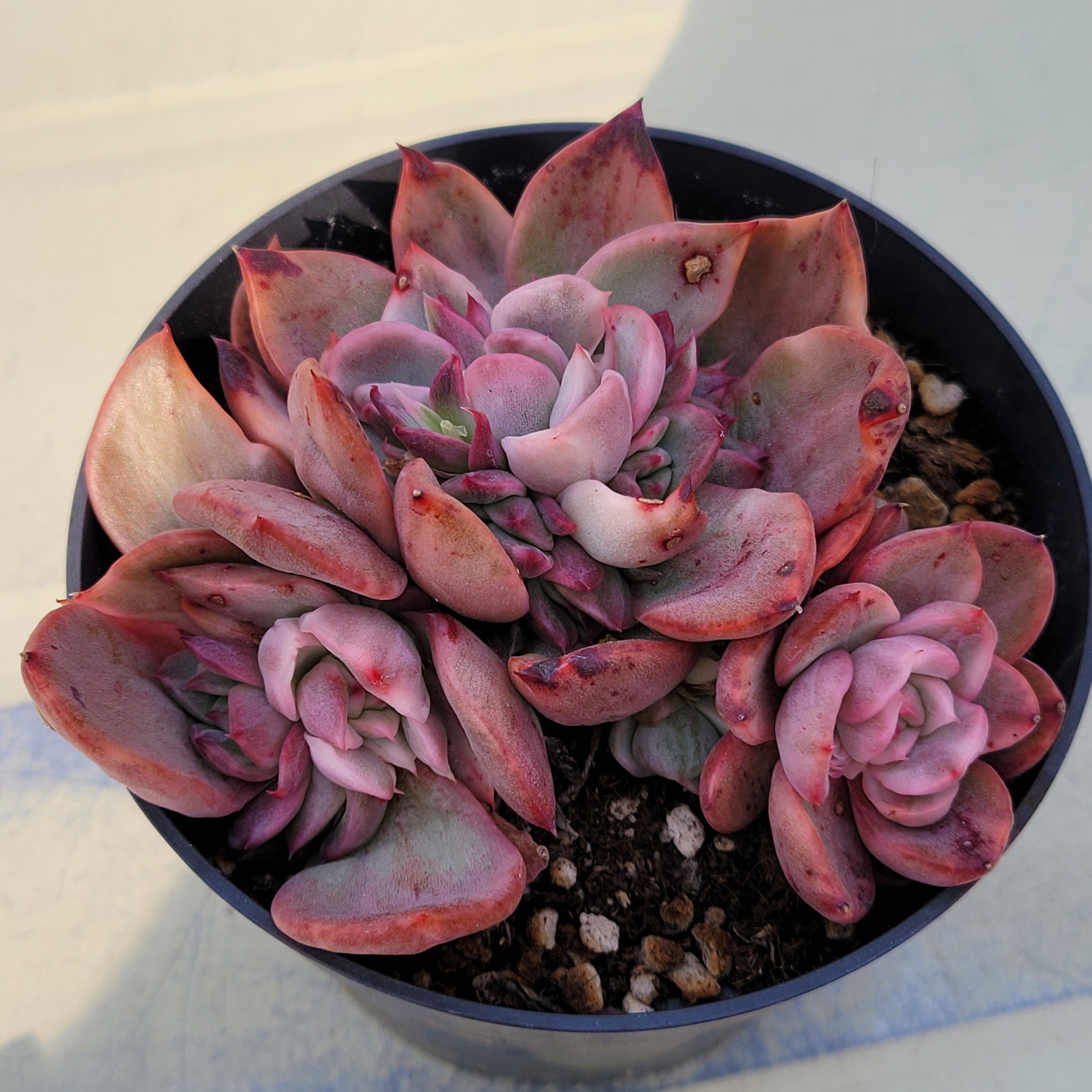 Echeveria Floridity white variegated 