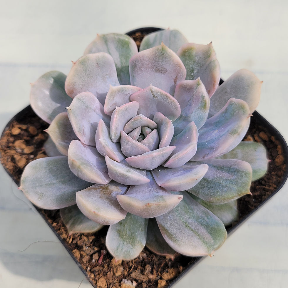 Thumbnail: Echeveria Pinky Punky variegated 
