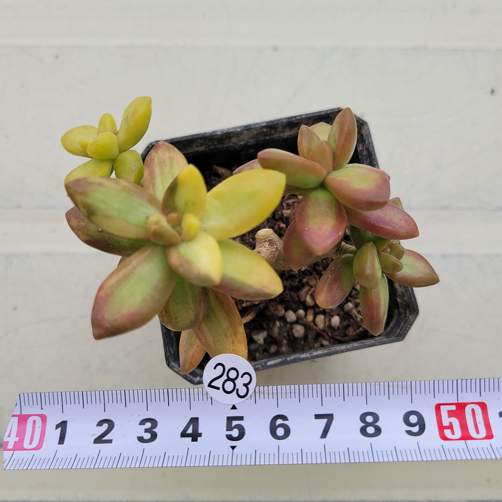 Thumbnail: Sedum Adolphii variegated 