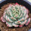Thumbnail: Echeveria Scarlett variegated 
