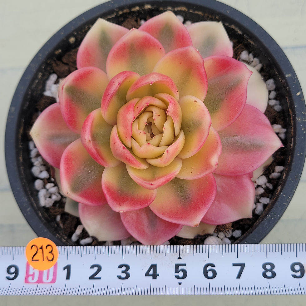 Thumbnail: Echeveria Red Gucci variegated 
