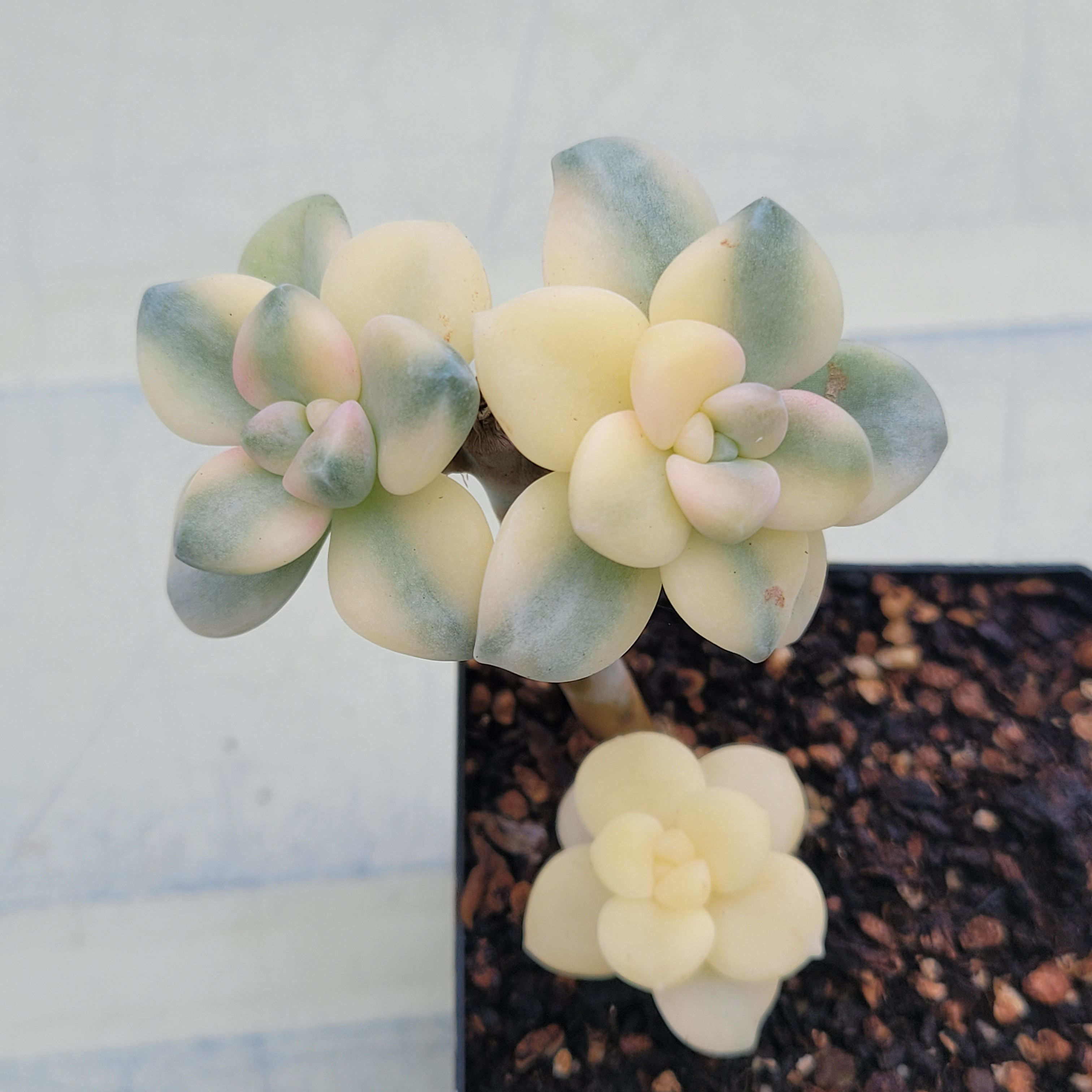 Graptoveria titubans variegated 