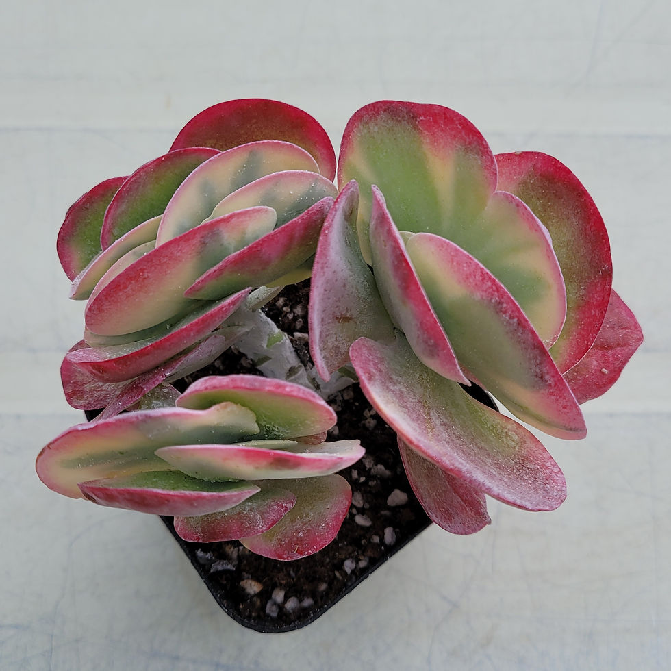 Thumbnail: Kalanchoe thyrsiflora variegated 