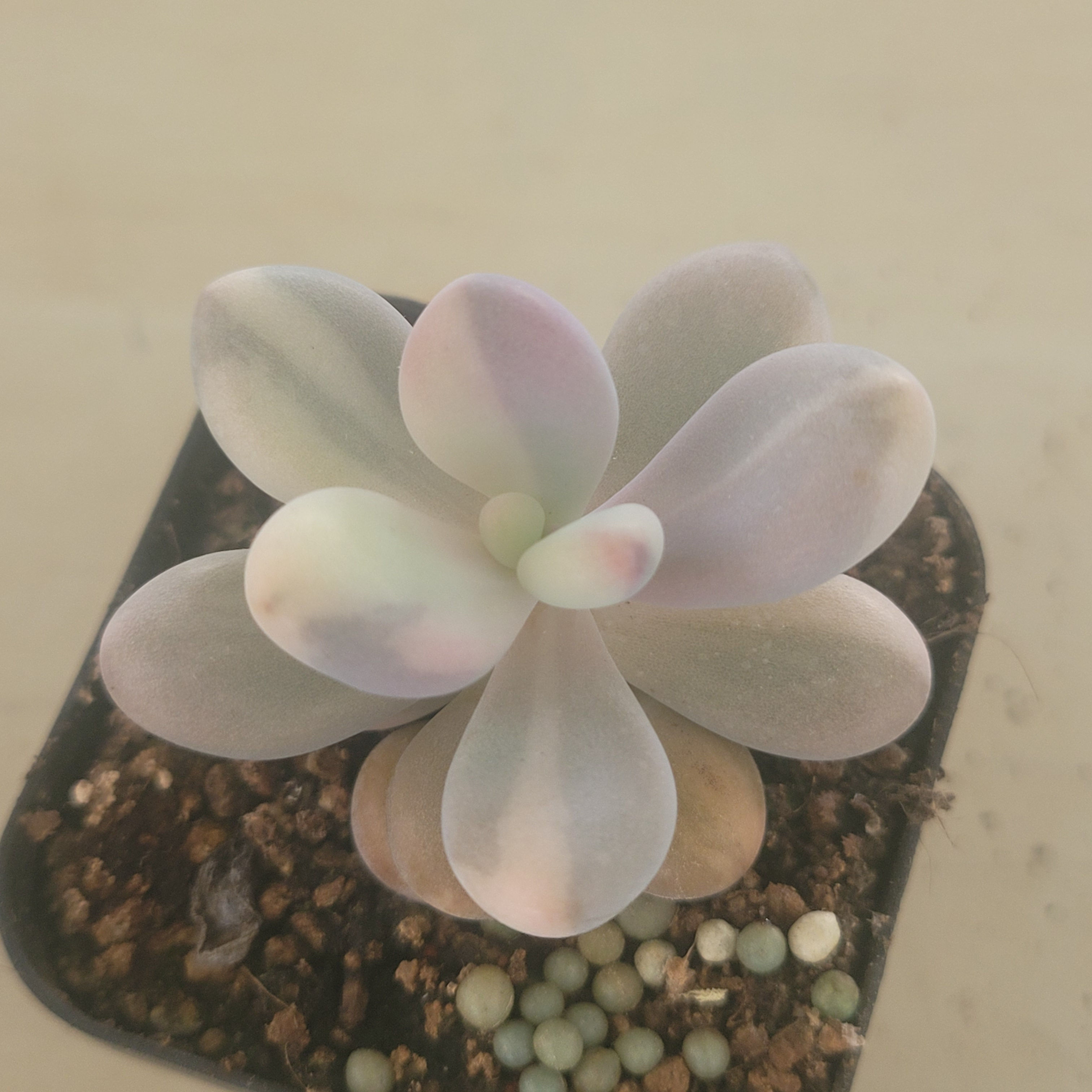 Graptopetalum Amethystinum variegated 