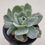 Thumbnail: Echeveria Pastel variegated 