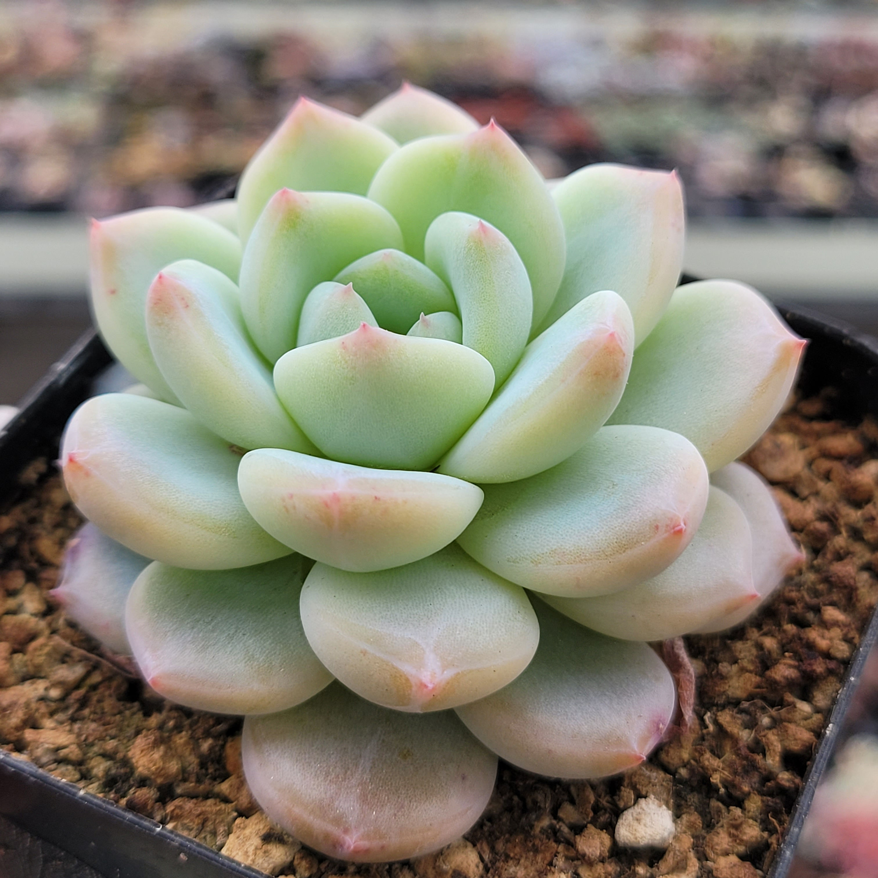 Echeveria Glassy 