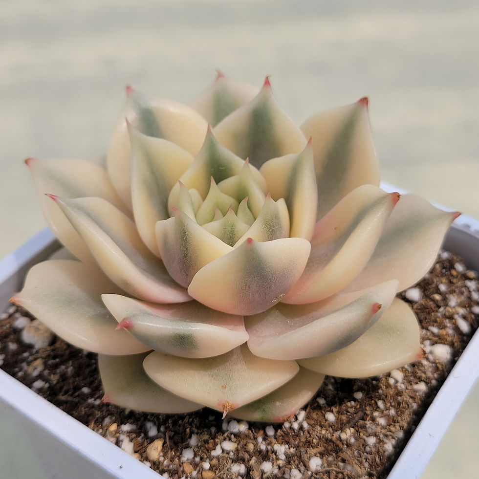 Thumbnail: Echeveria Sapphire variegated 