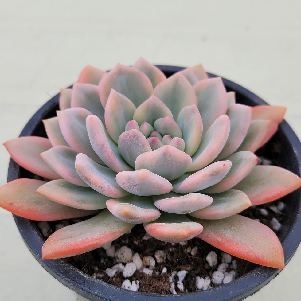 Thumbnail: Echeveria Ariel variegated 