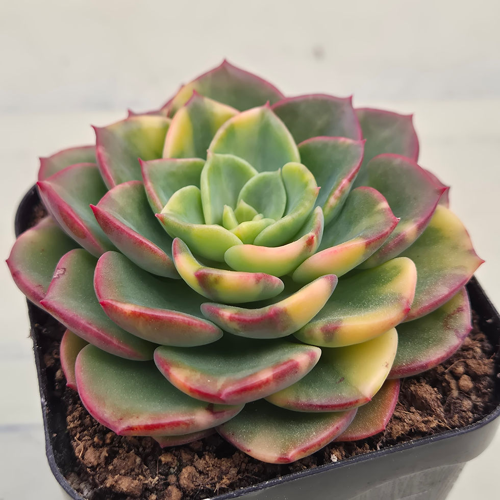 Thumbnail: Echeveria Red Noble variegated 