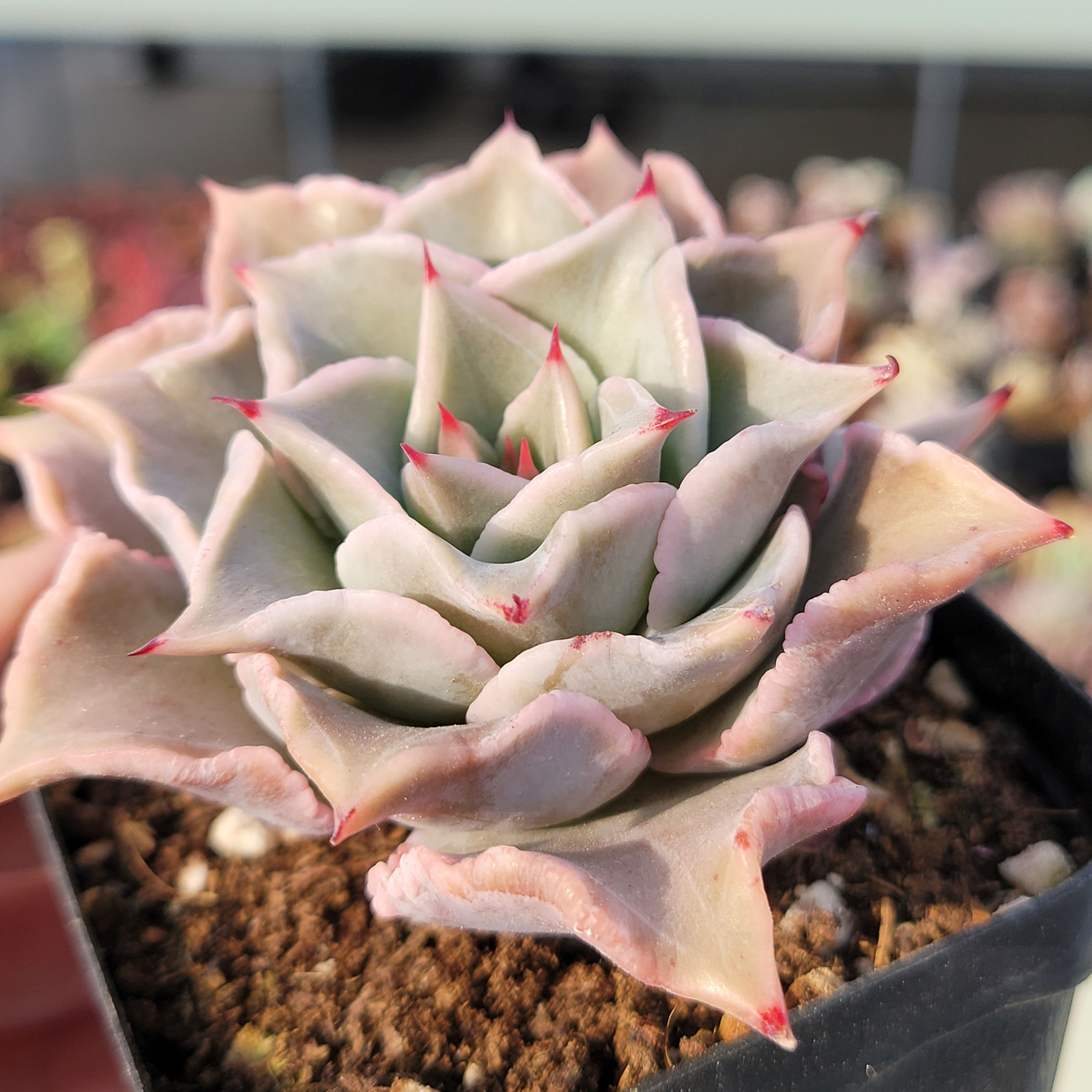 Echeveria Madiba 