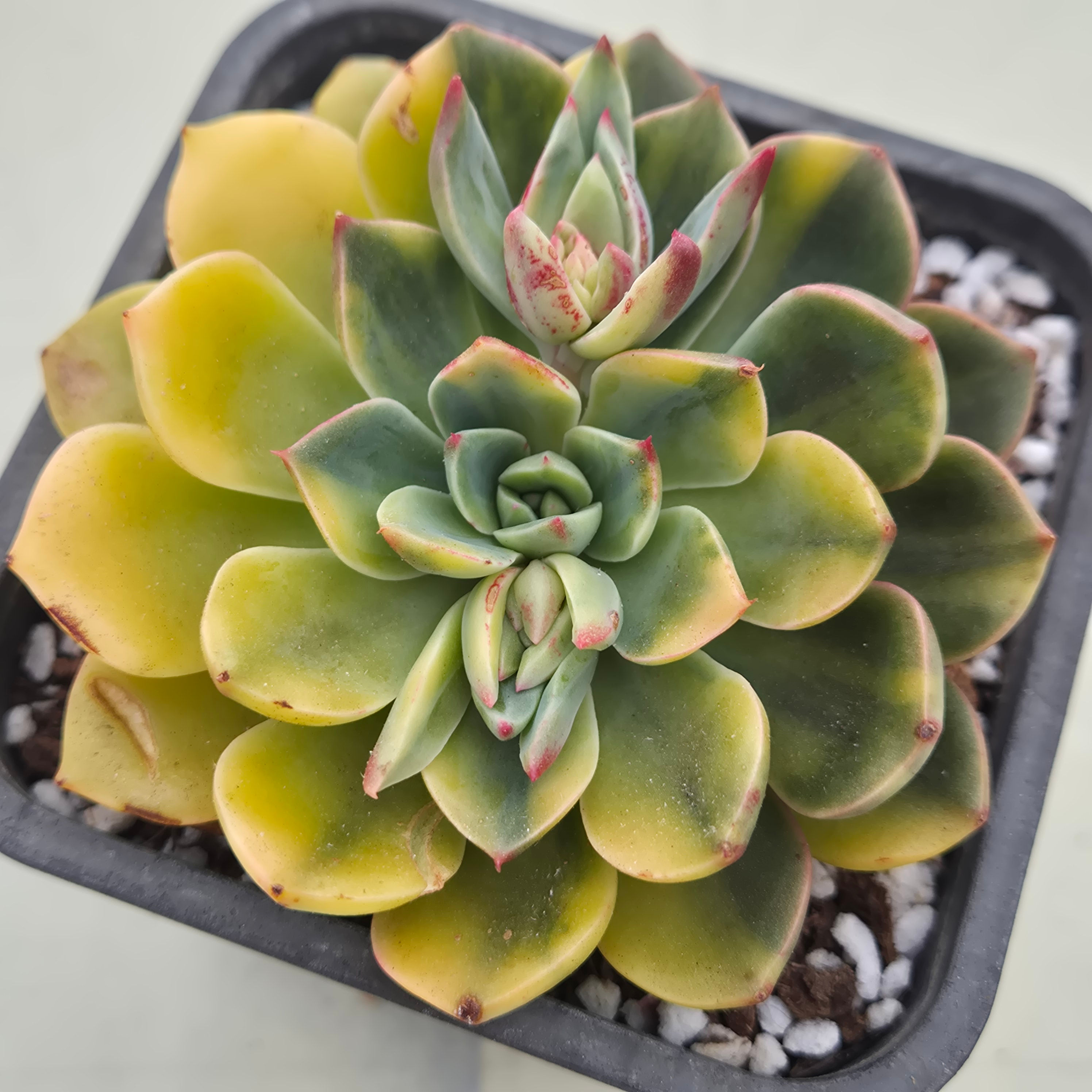 Echeveria Rudolf variegated 
