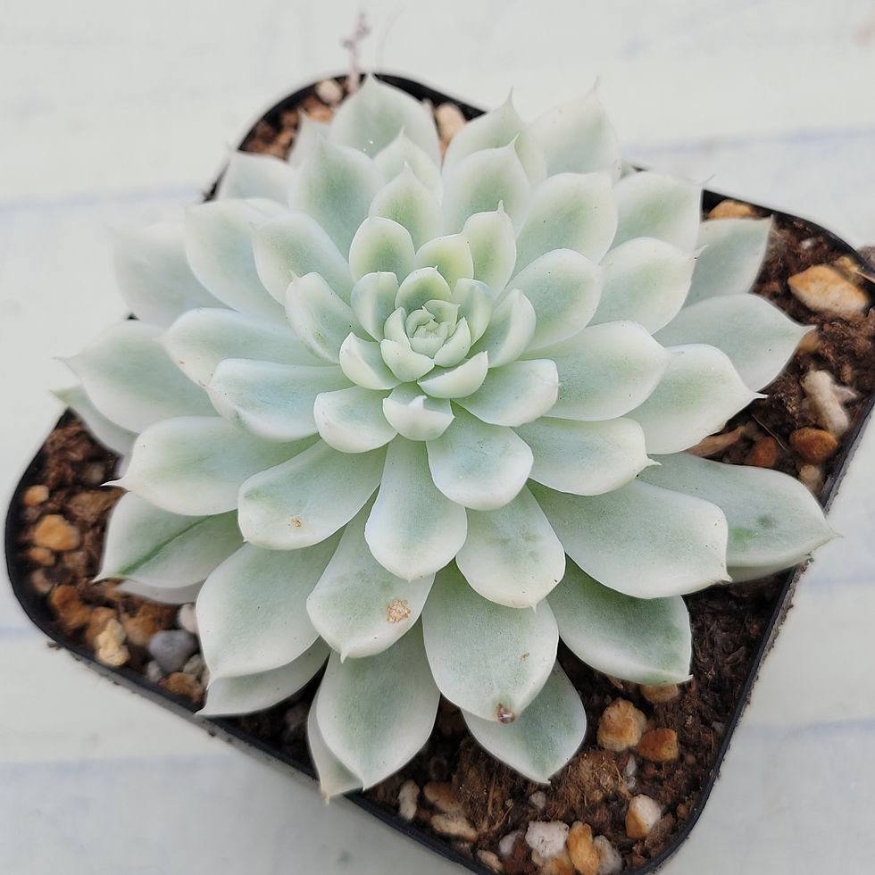 Thumbnail: Echeveria Vanilla Candy variegated 