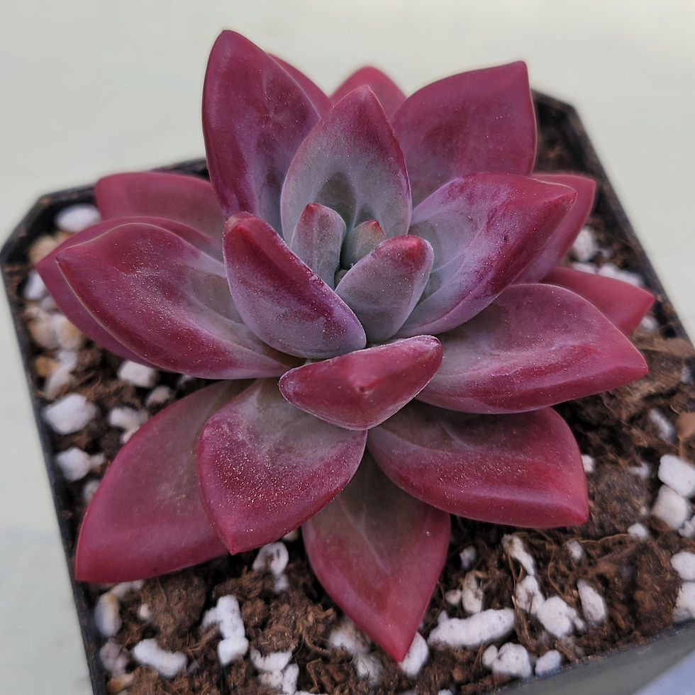 Thumbnail: Echeveria Yangmi 