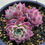 Thumbnail: Echeveria Han A-reum 