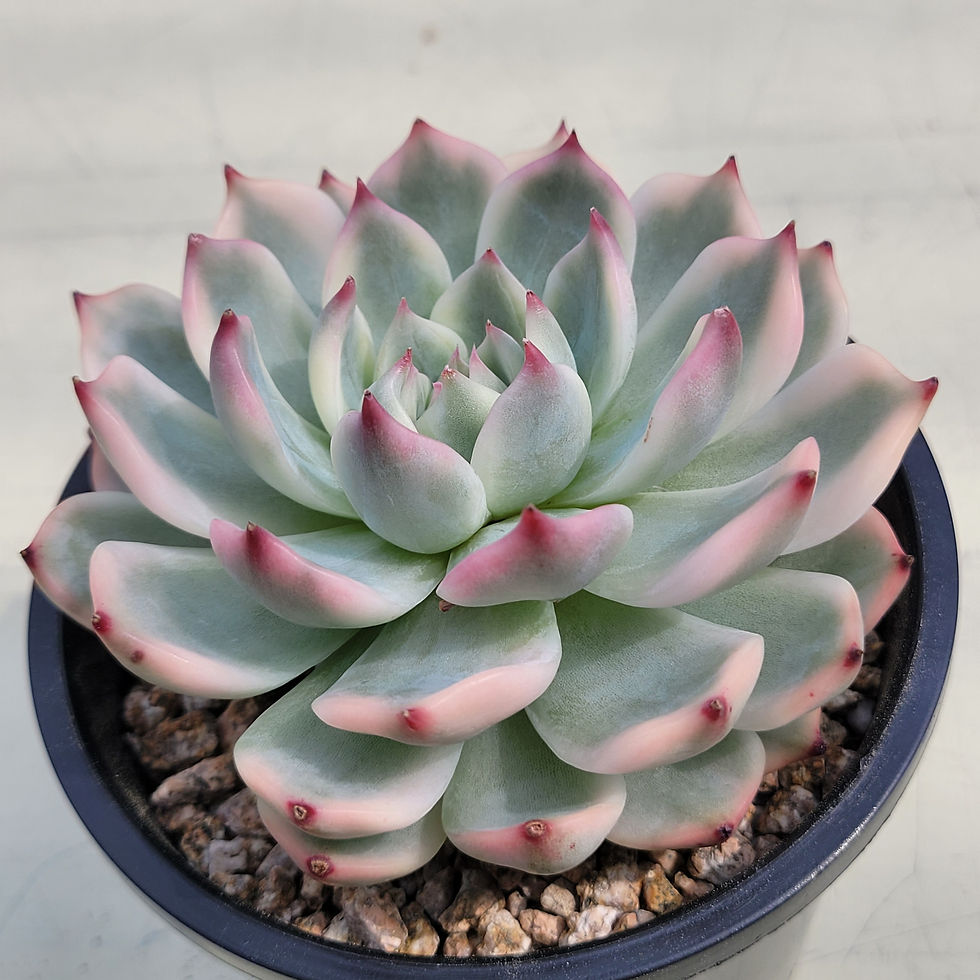 Thumbnail: Echeveria Chihuahuaensis variegated 