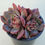 Thumbnail: Echeveria Haedoji 