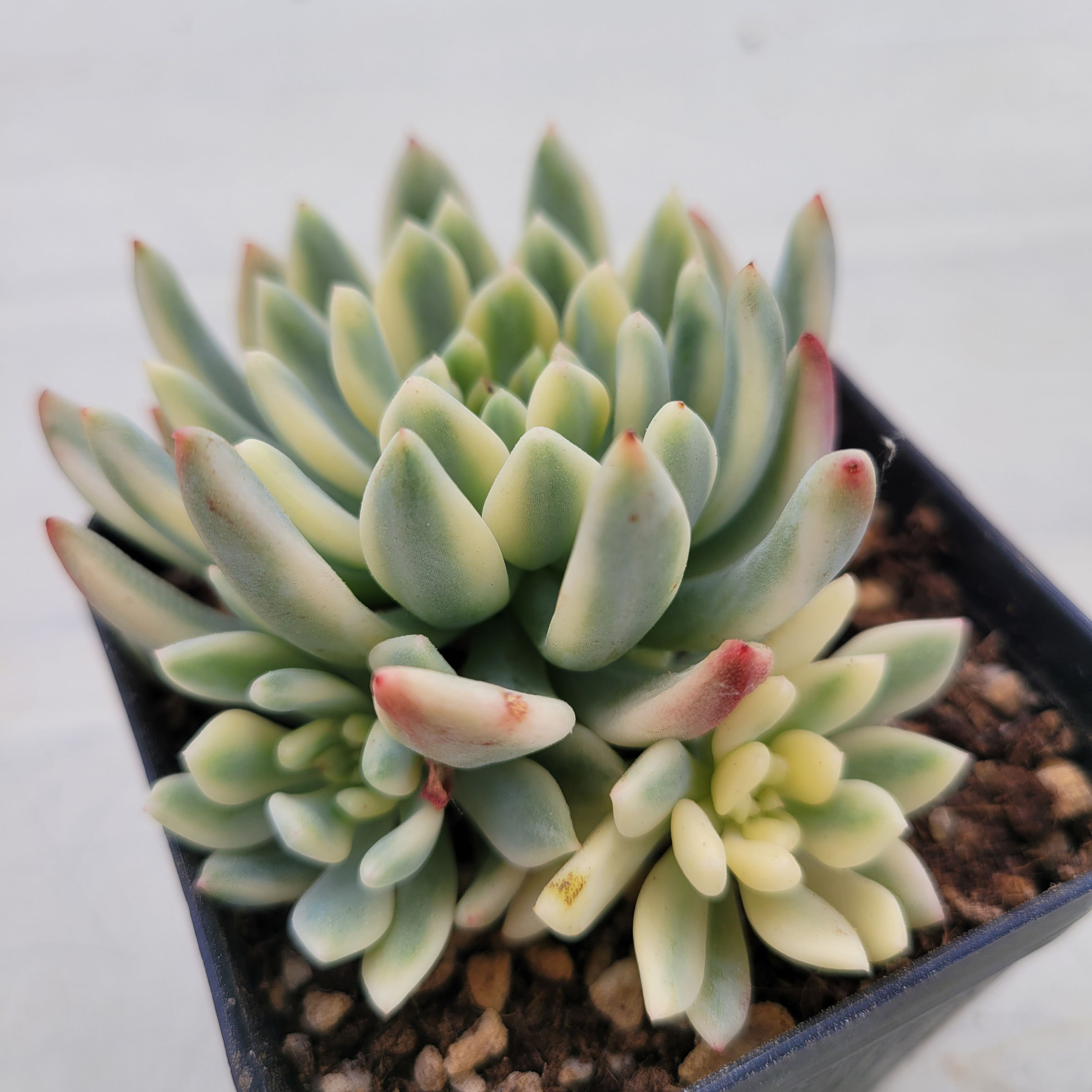 Echeveria Blue elf variegated 