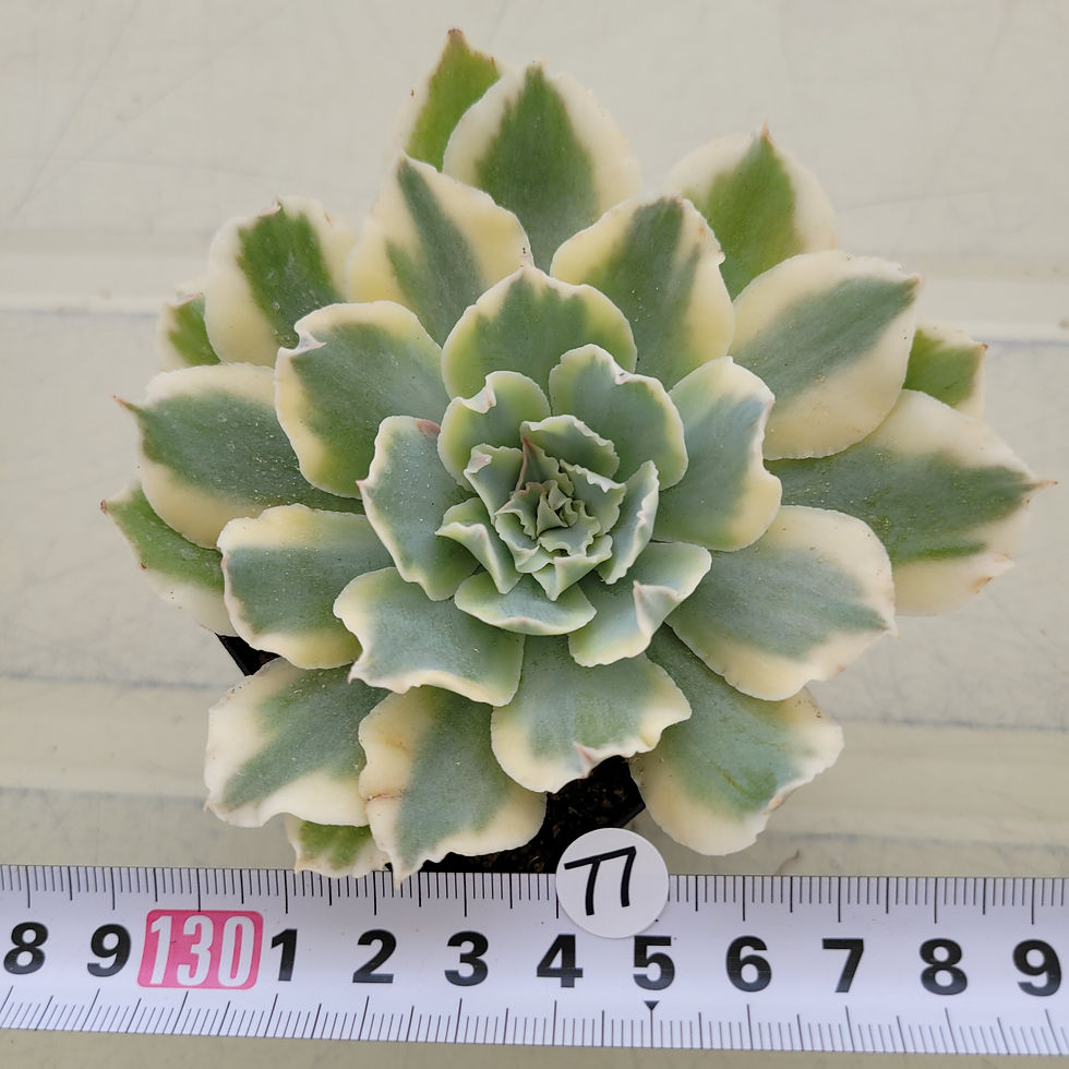 Thumbnail: Echeveria Firenze Yellow variegated 