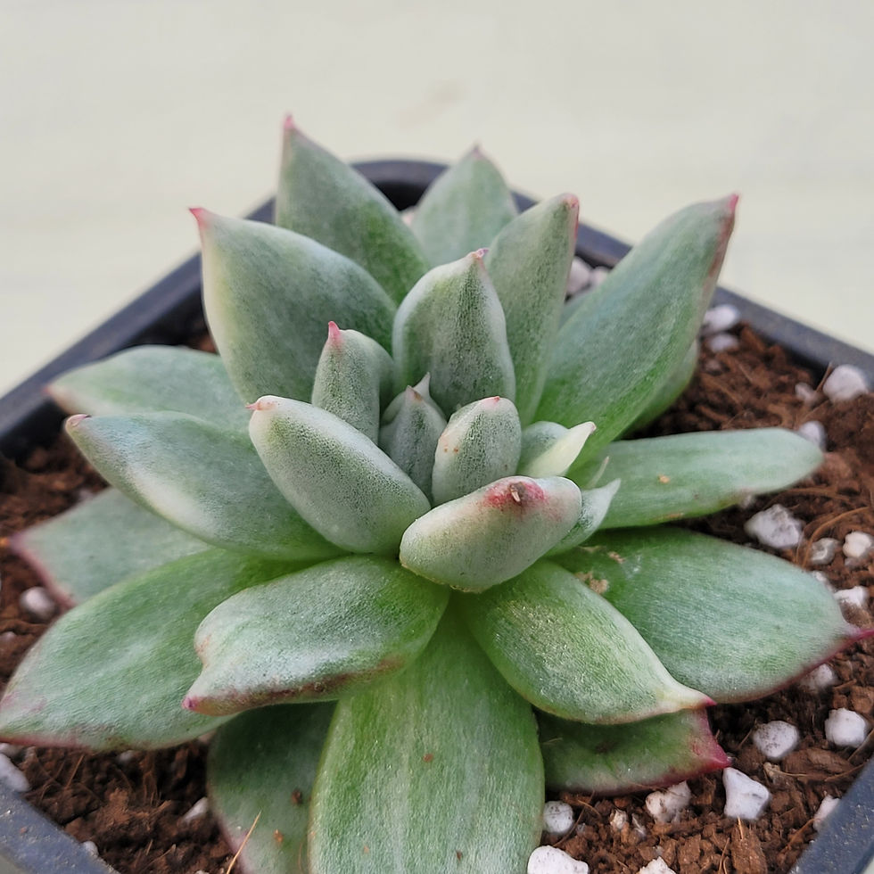Thumbnail: Echeveria Blue Jean variegated 