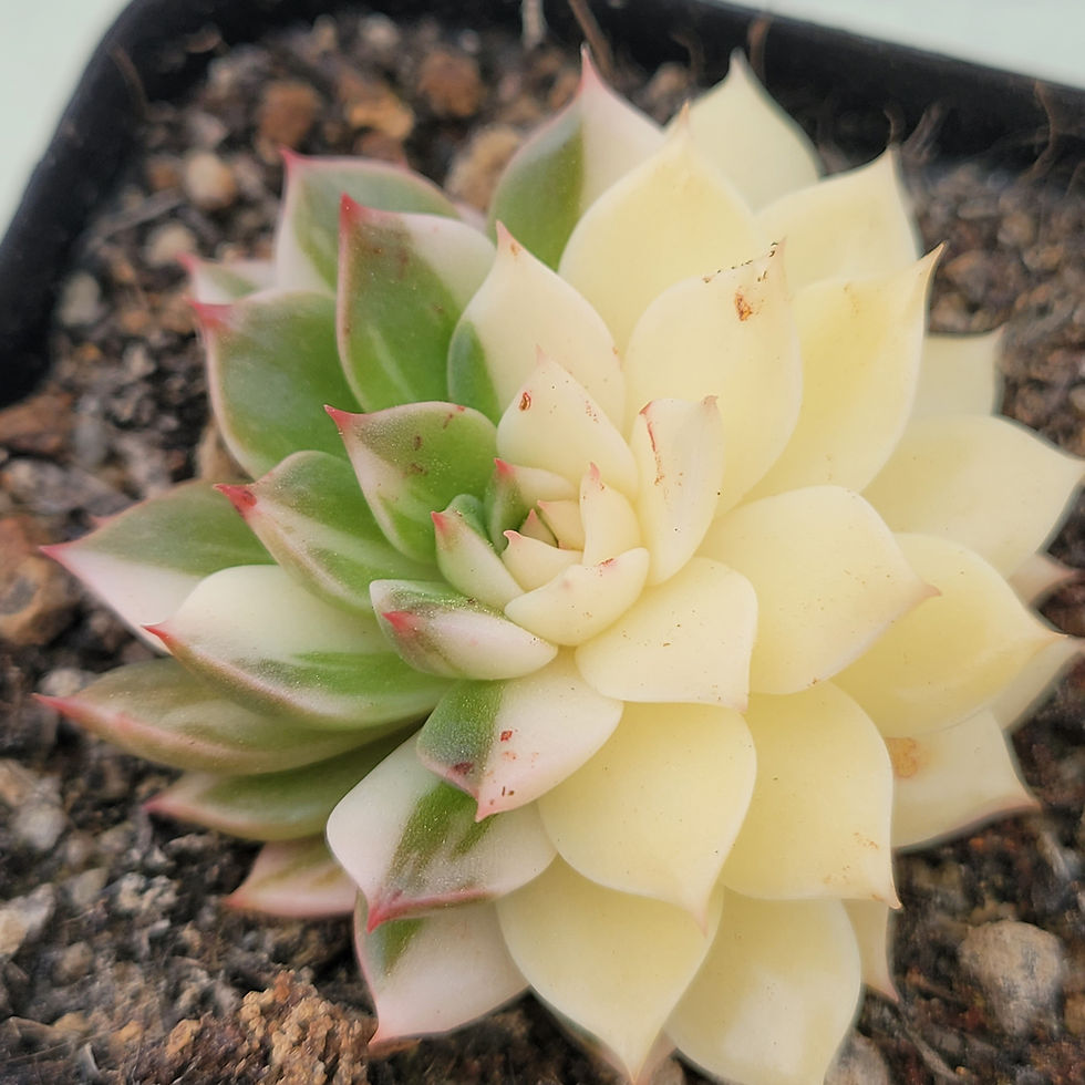 Thumbnail: Echeveria Olivia white variegated 