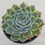 Thumbnail: Echeveria Simulans variegated 