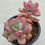 Thumbnail: Echeveria Apple Candy 