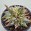 Thumbnail: Echeveria Agavoides Kong Maria variegated cluster 