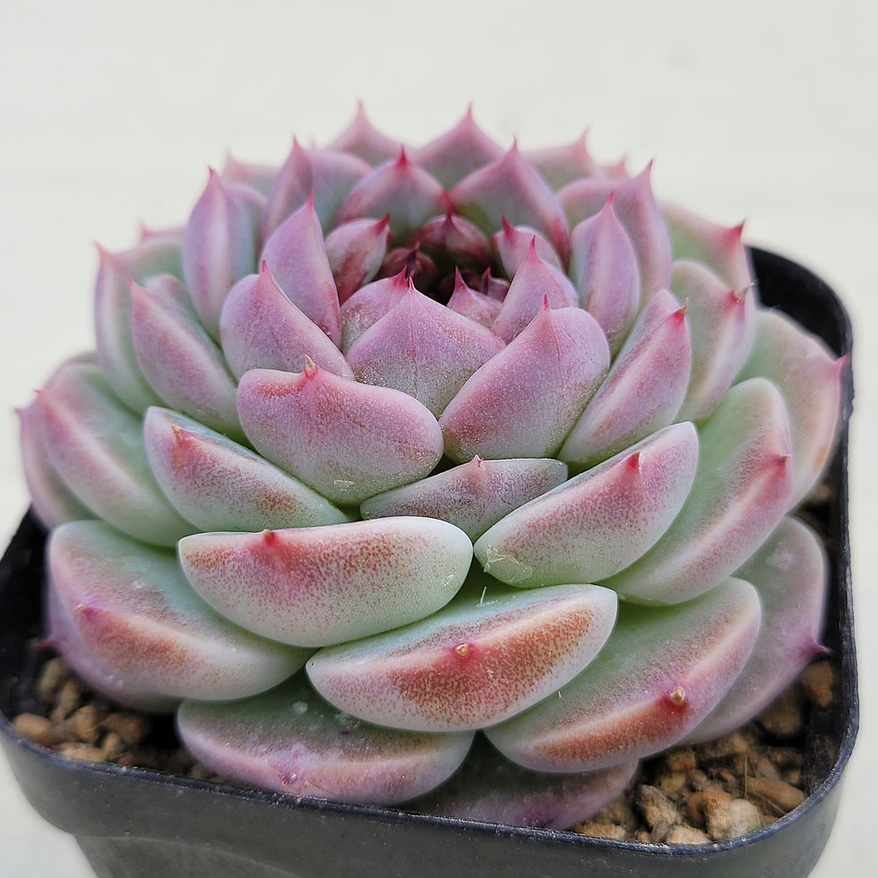 Thumbnail: Echeveria Red velvet 
