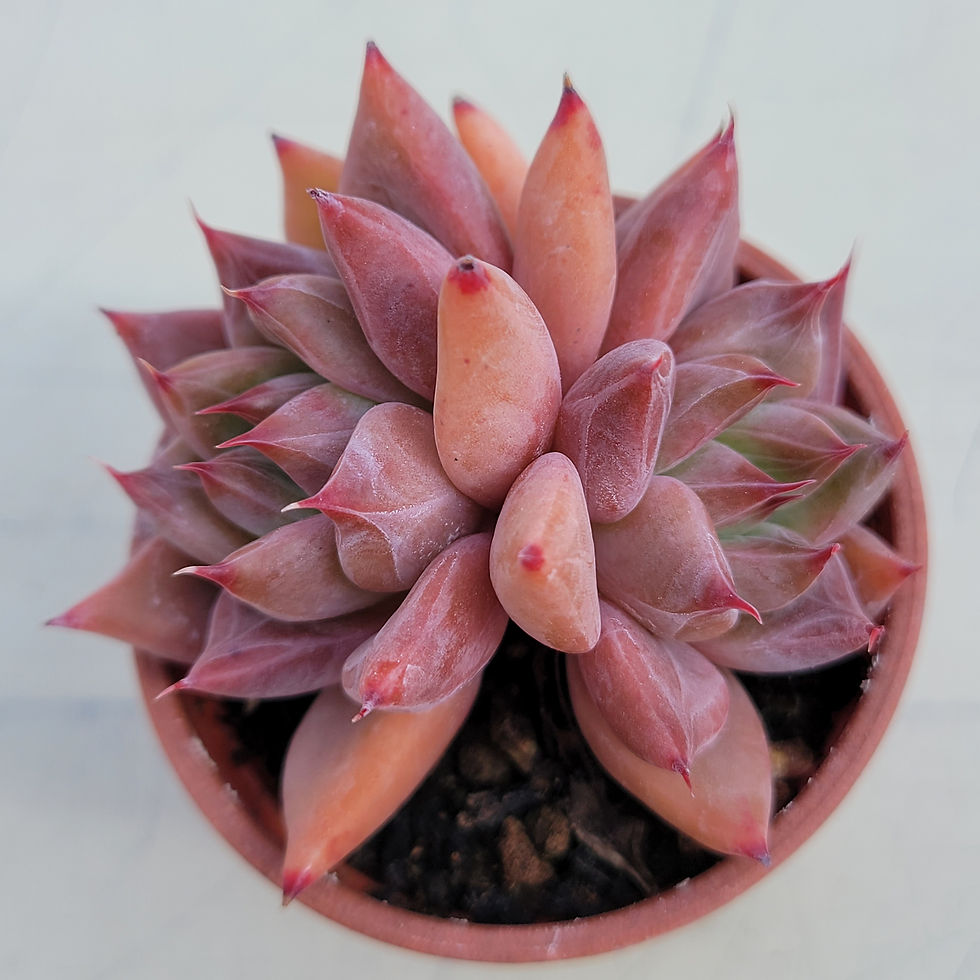 Thumbnail: Echeveria Red Mountain 