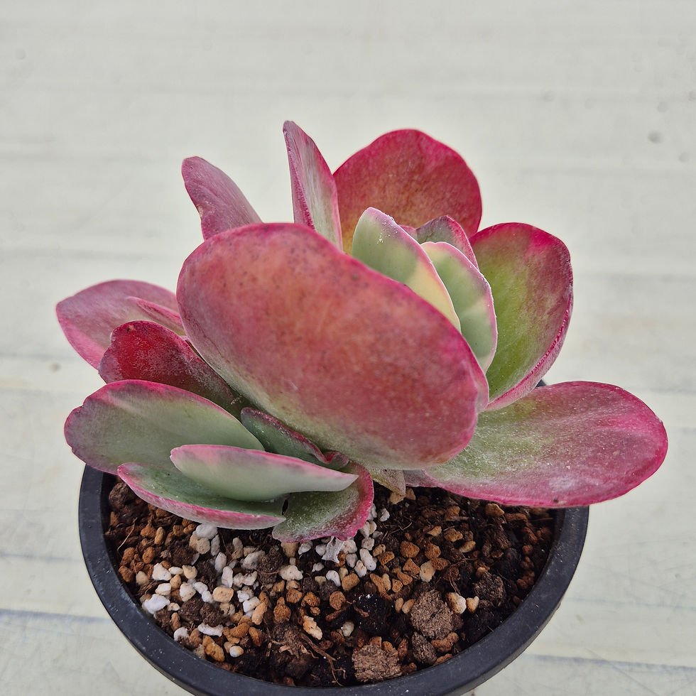 Thumbnail: Kalanchoe thysifolia variegated 