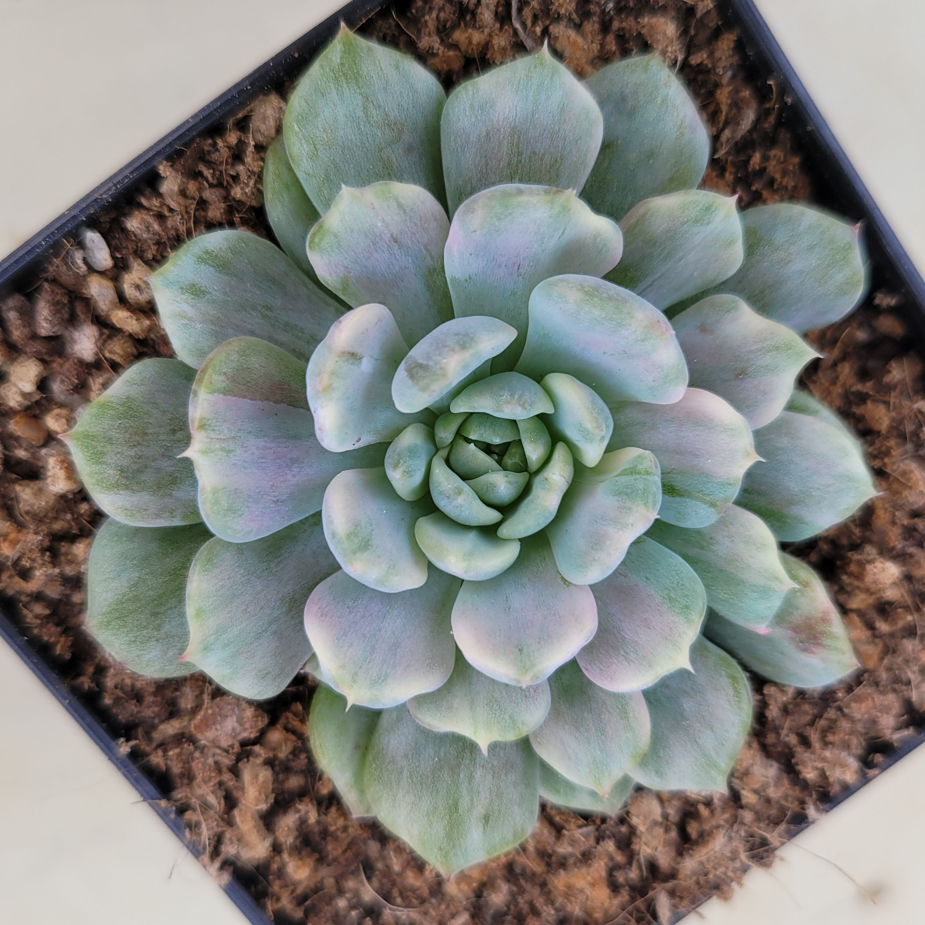 Echeveria Cherry plam variegated 