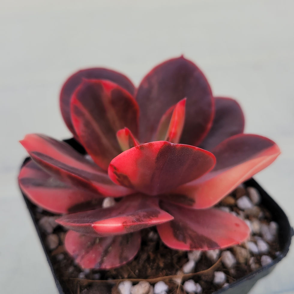 Thumbnail: Echeveria Prima Donna variegated 