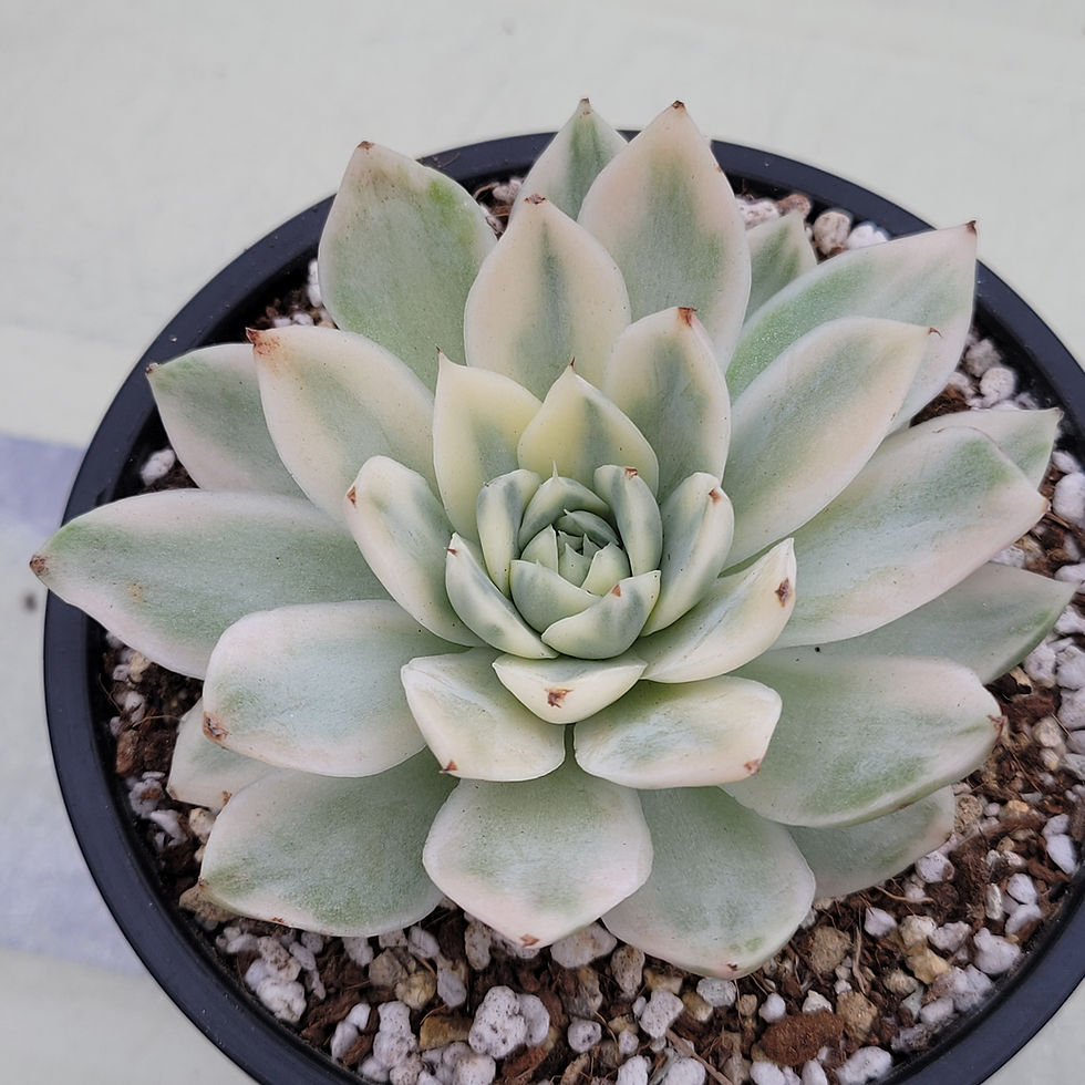 Thumbnail: Echeveria Paper Crane variegated 