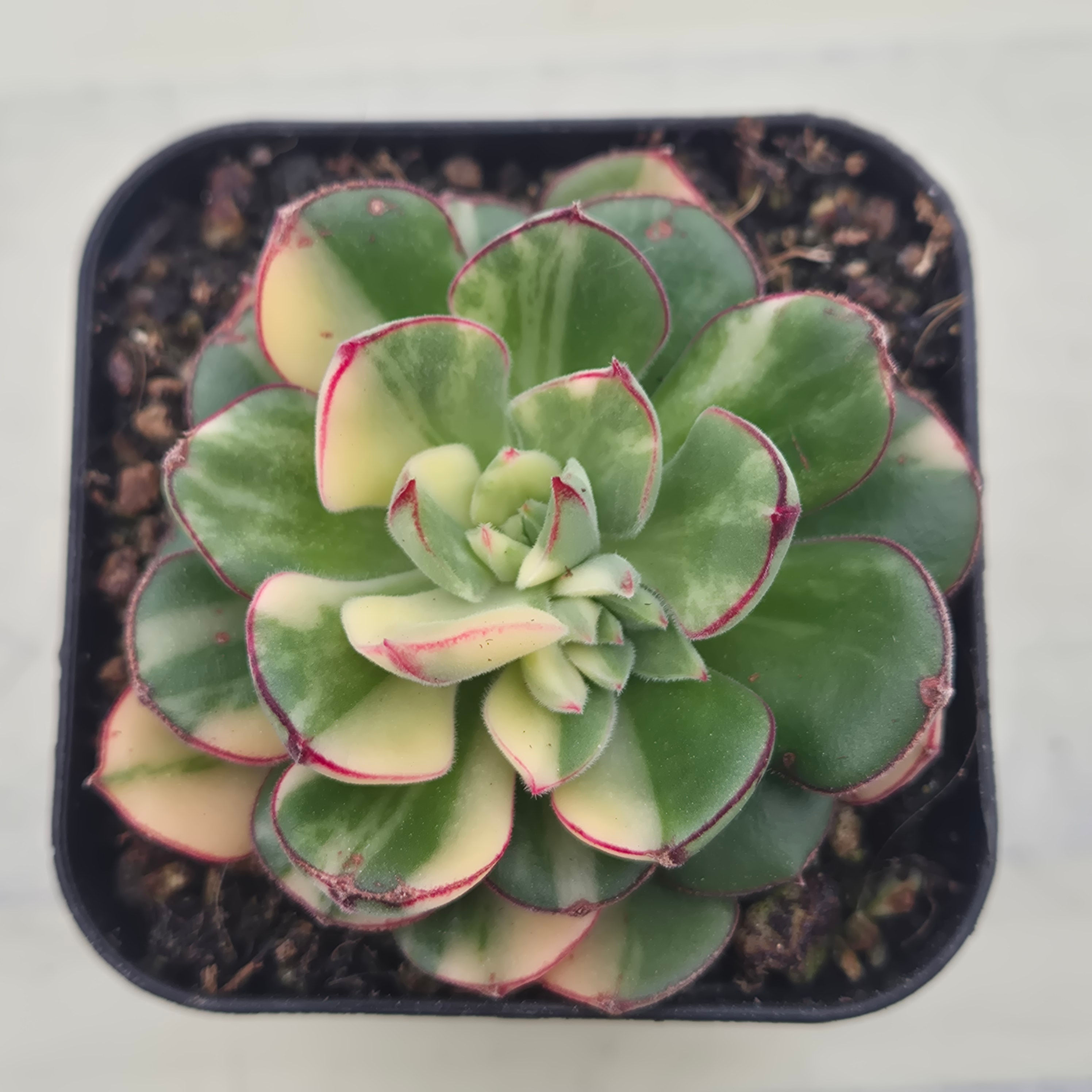 Echeveria Joan Daniel variegated 