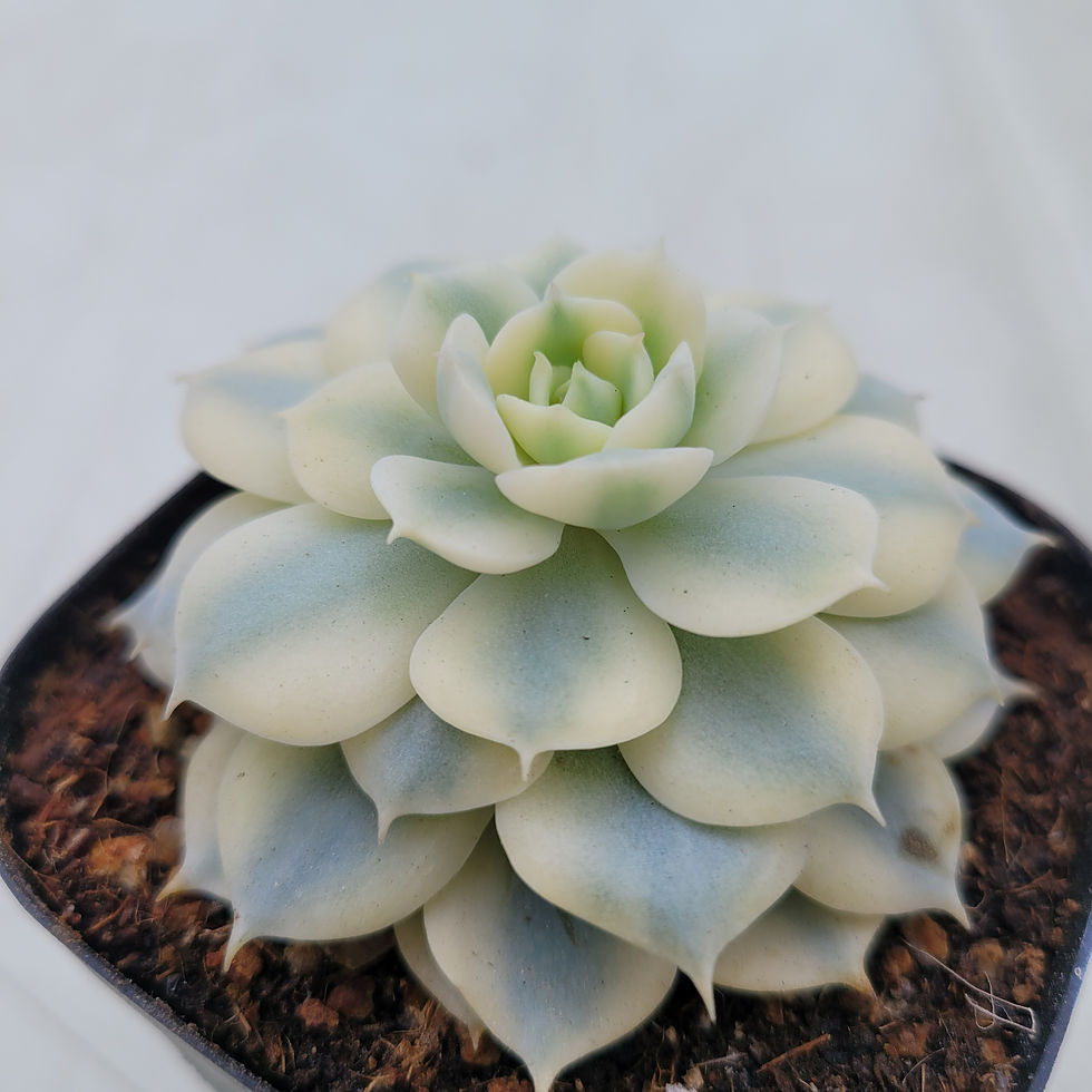 Thumbnail: Echeveria Glauca variegated 