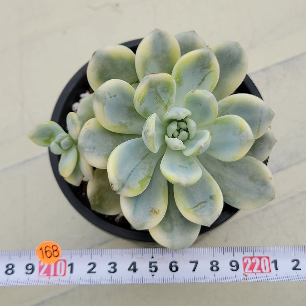 Thumbnail: Echeveria Arizona variegated 