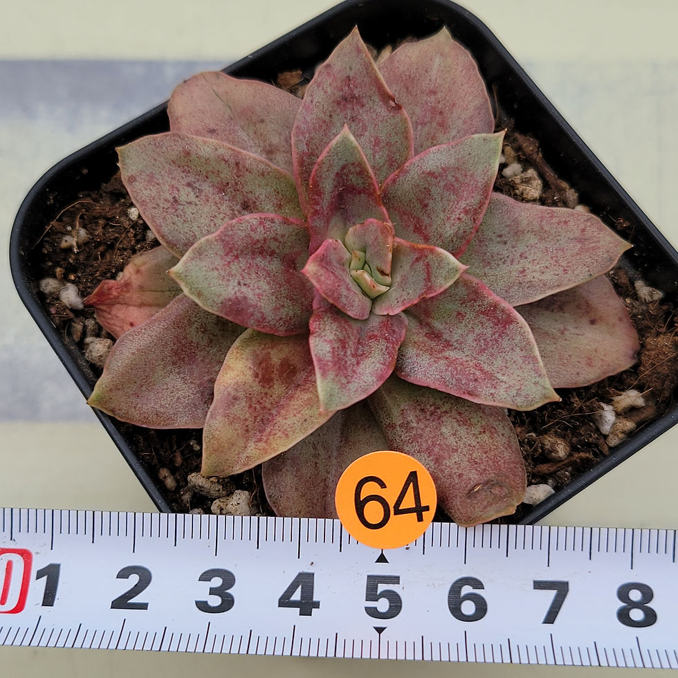 Thumbnail: Echeveria Blood Snow 