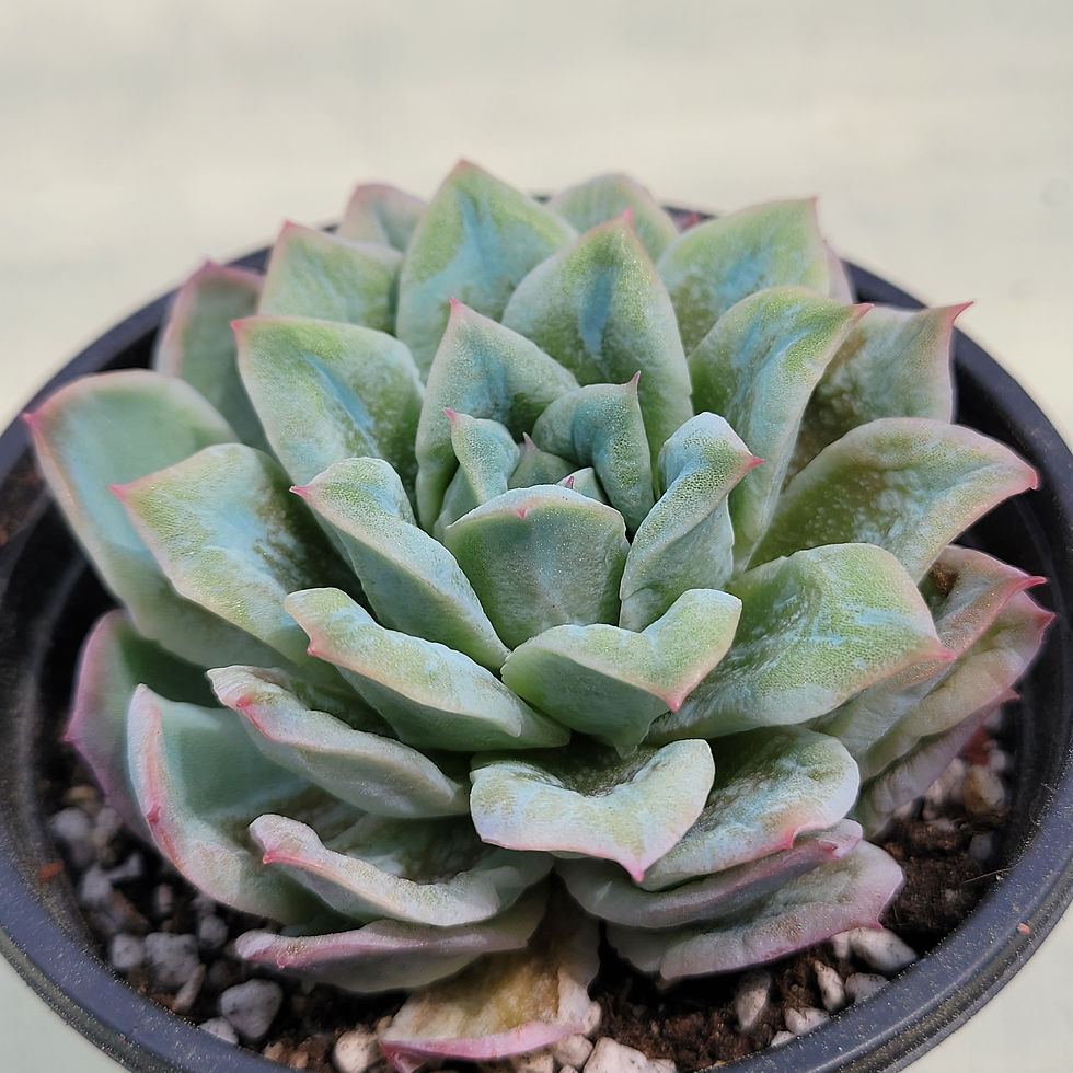 Thumbnail: Echeveria Bubble Rose variegated 