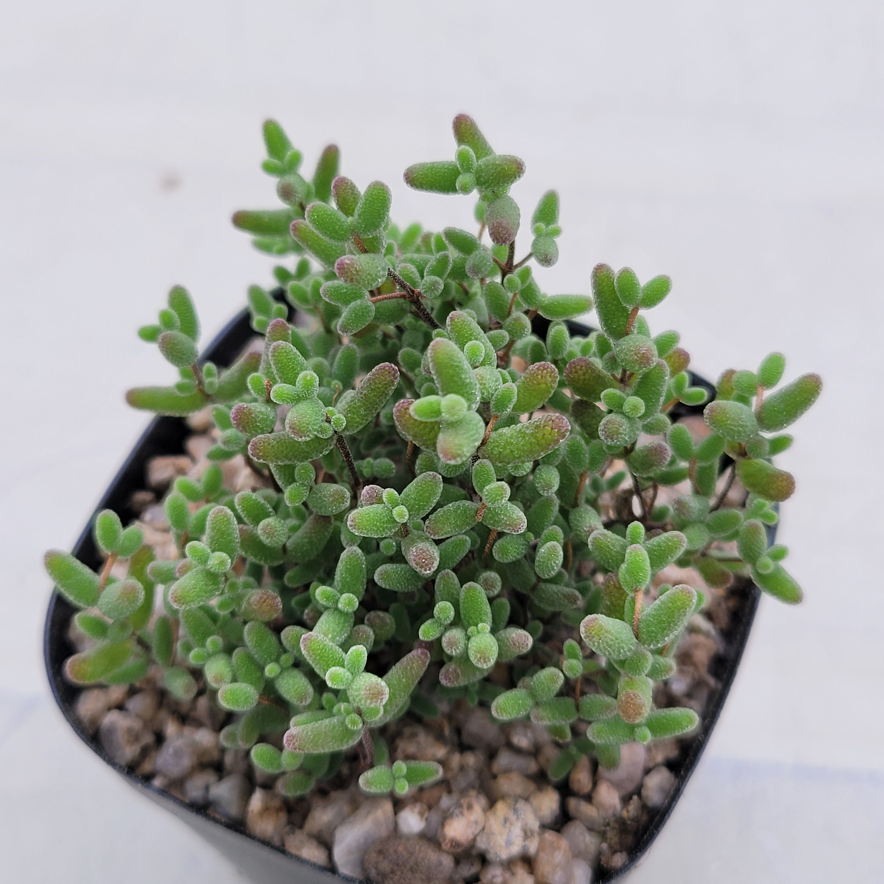 Drosanthemum Globosum 'Honey Orange'