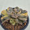Thumbnail: Echeveria Black Rose variegated 